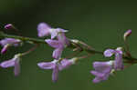 Nakedflower ticktrefoil